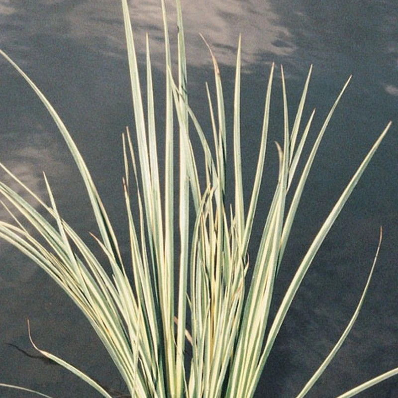 Anglo Aquatics Acorus Gramineus Variegatus 9cm - Image 2