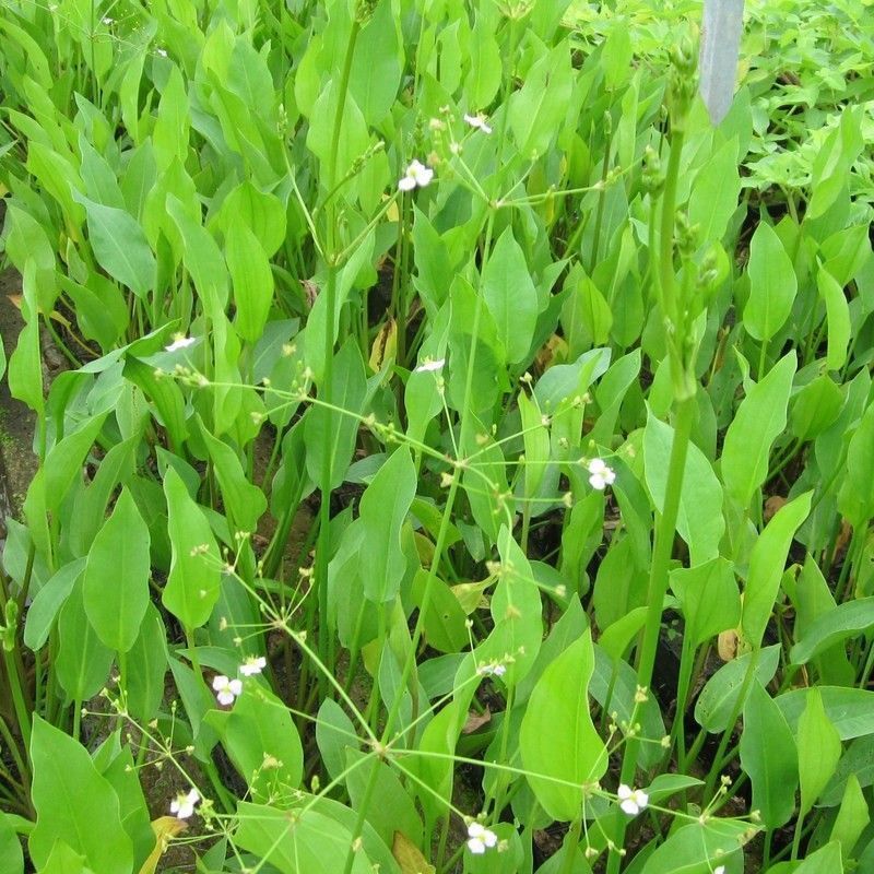Anglo Aquatics Alisma Plantago Aquaticum 9cm - Image 2