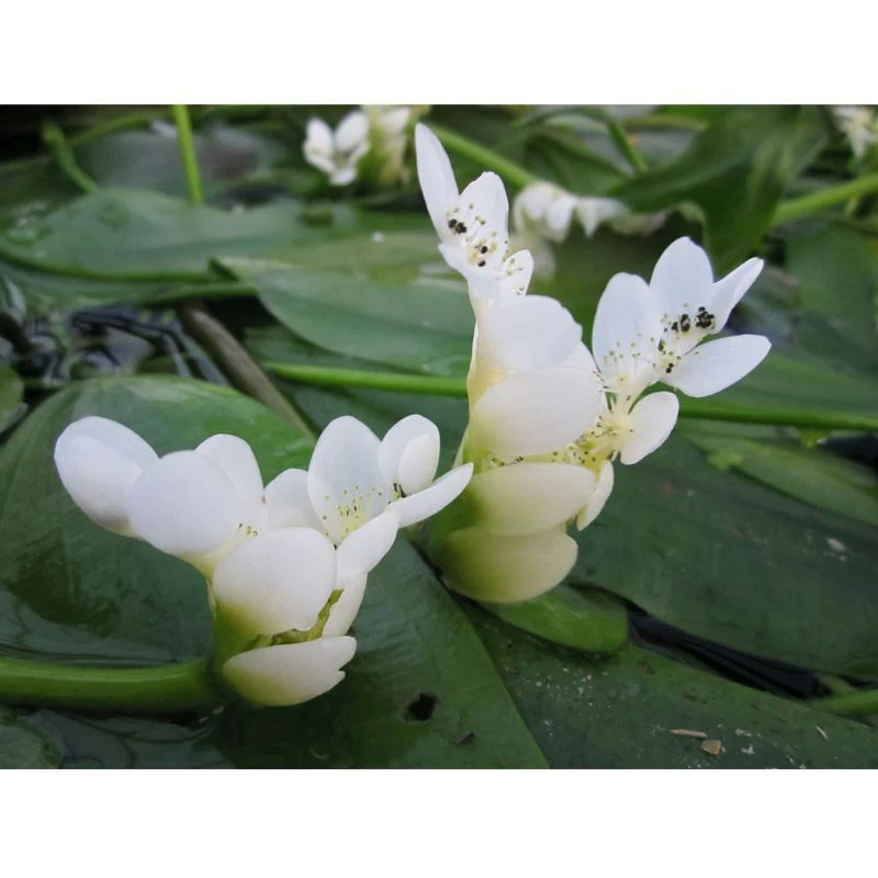 Anglo Aquatics Aponogeton Distachyos 10 Litre - Image 2