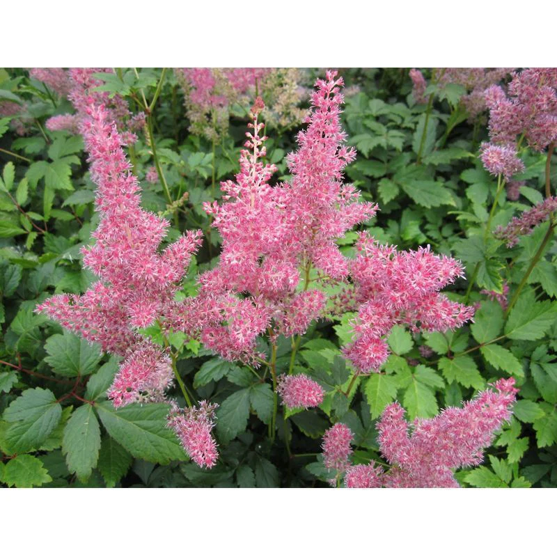 Anglo Aquatics Astilbe Pink 1 Litre 3 Pack - Image 2