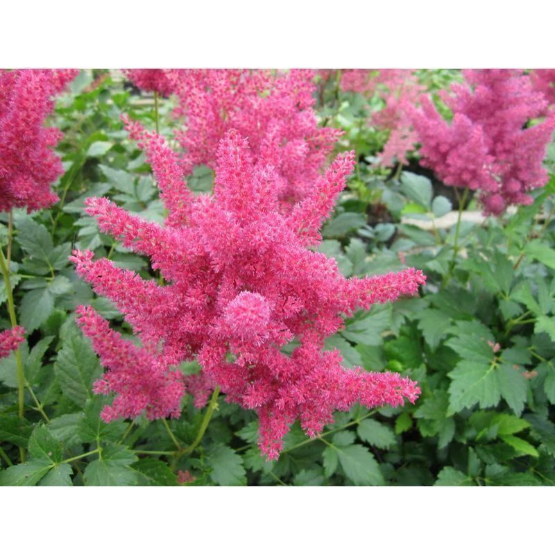 Anglo Aquatics Astilbe Red 1 Litre 3 Pack - Image 2