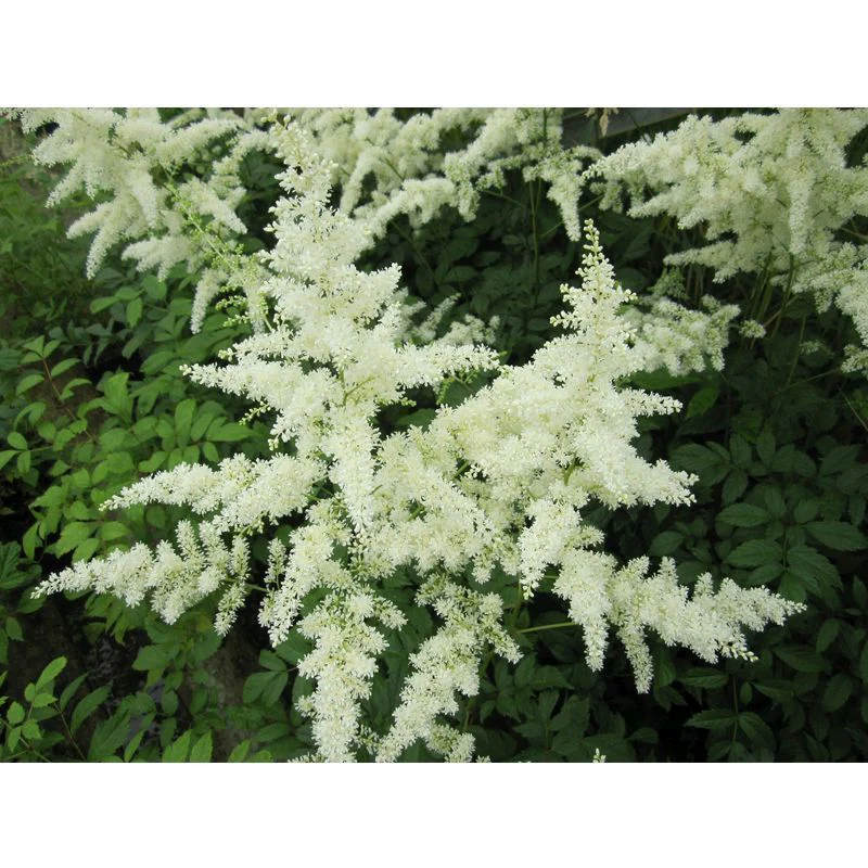 Anglo Aquatics Astilbe White 1 Litre 3 Pack - Image 2