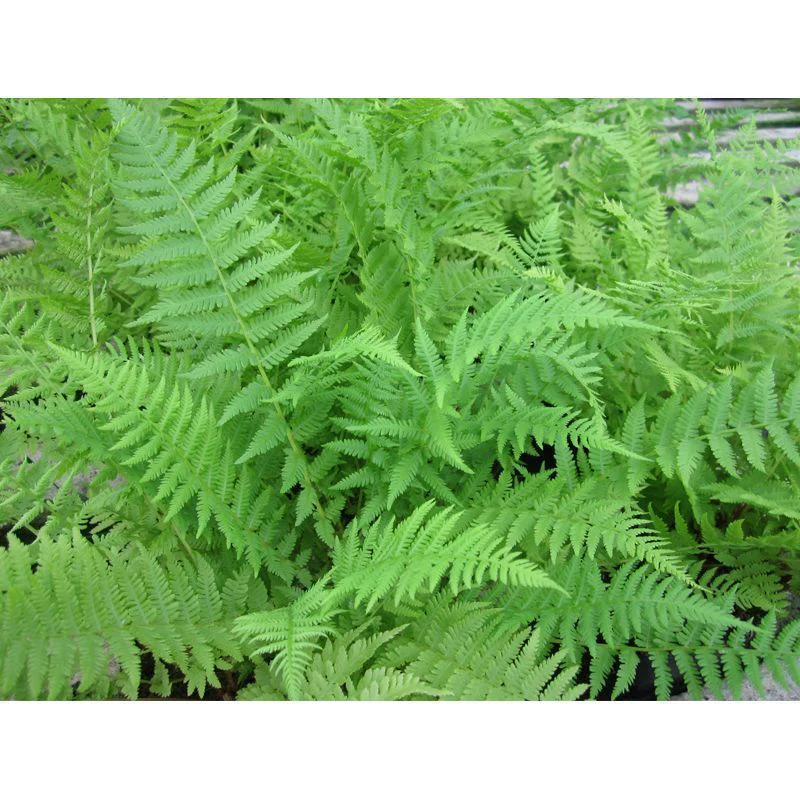 Anglo Aquatics Athyrium Filix Femina 9cm 3 Pack - Image 2