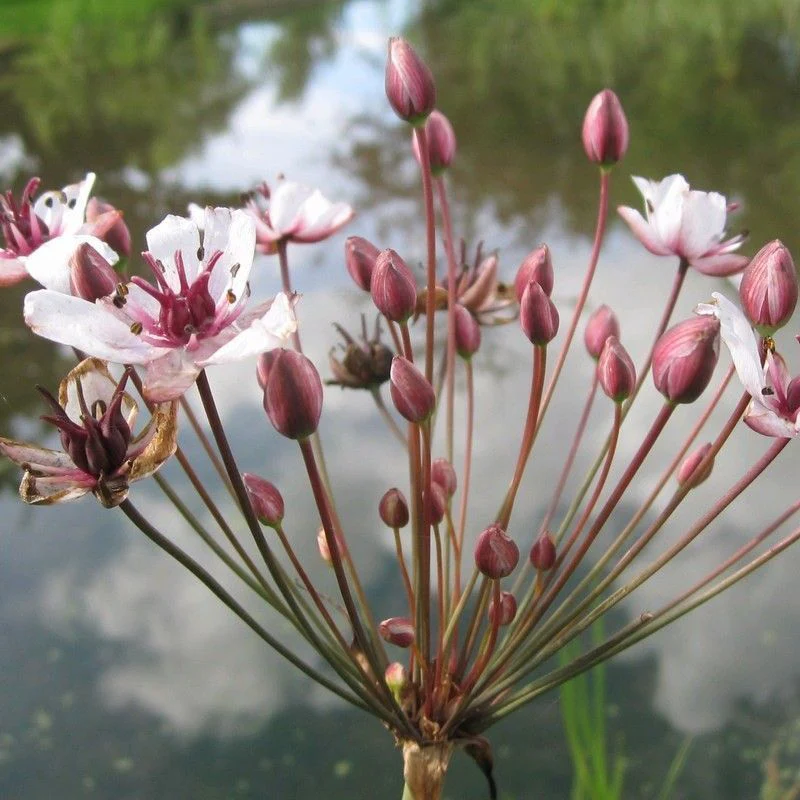 Anglo Aquatics Butomus Umbellatus 3 Litre - Image 2