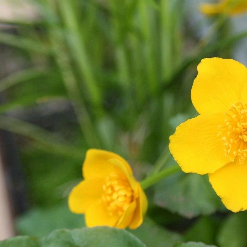 Anglo Aquatics Caltha Palustris 3 Litre - Image 2