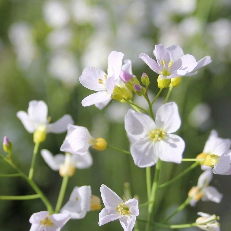 Anglo Aquatics Cardamine Pratensis 9cm 3 Pack - Image 2