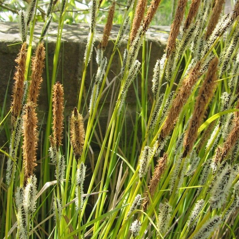 Anglo Aquatics Carex Acuta 5 Litre - Image 2