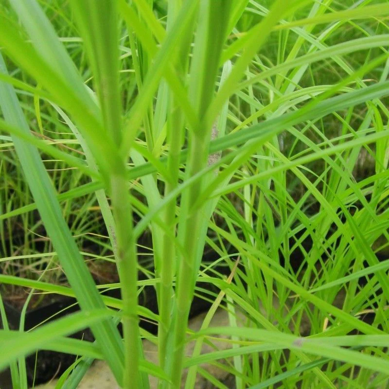 Anglo Aquatics Carex Muskingumensis 9cm - Image 2