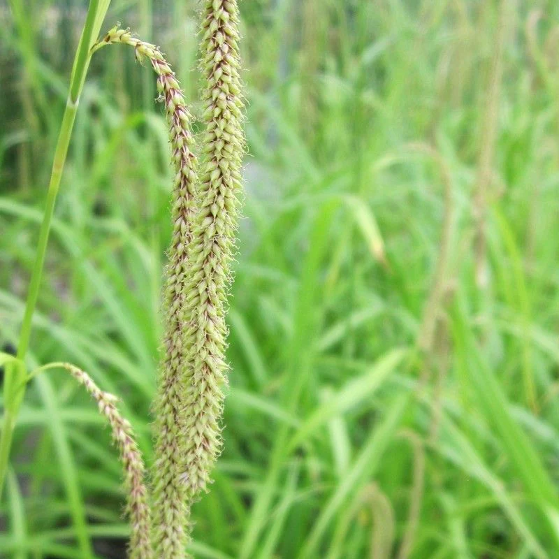 Anglo Aquatics Carex Pendula 1 Litre - Image 2
