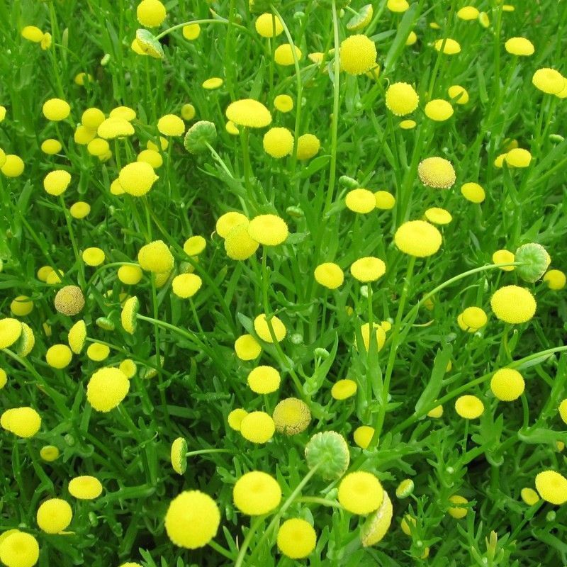 Anglo Aquatics Cotula Coronopifolia 1 Litre 3 Pack - Image 2