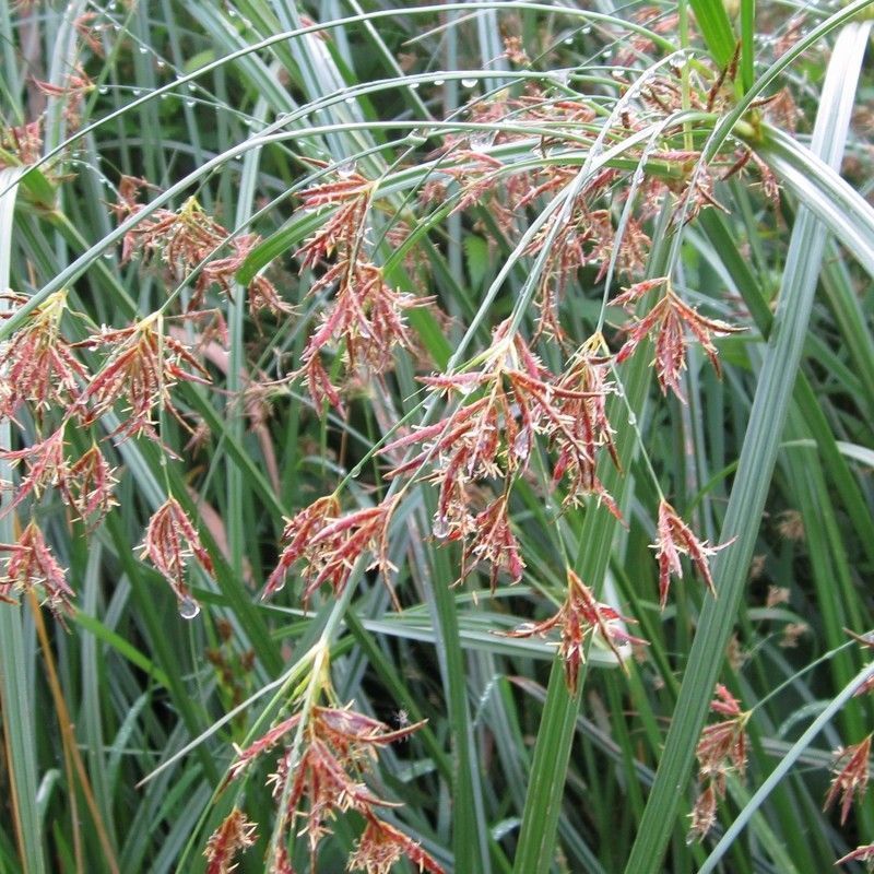 Anglo Aquatics Cyperus Longus 3 Litre - Image 2