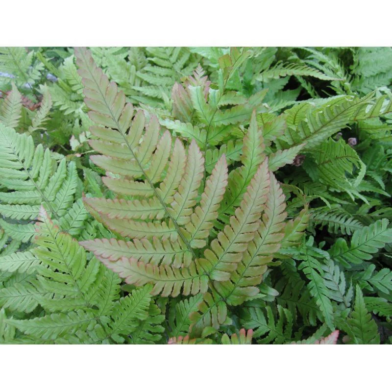 Anglo Aquatics Dryopteris Erythrosora 9cm 3 Pack - Image 2
