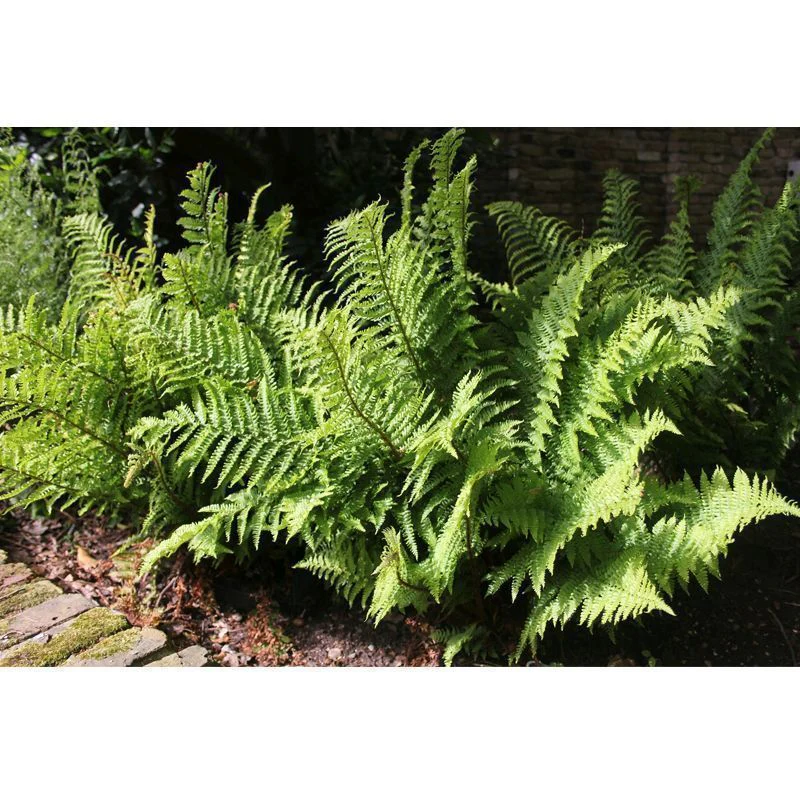 Anglo Aquatics Dryopteris Filix-Mas 9cm 3 Pack - Image 2