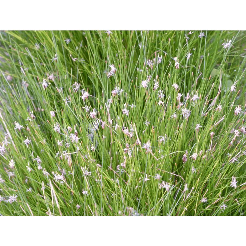 Anglo Aquatics Eleocharis Acicularis 9cm 3 Pack - Image 2