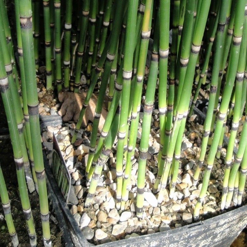 Anglo Aquatics Equisetum Hyemale 9cm - Image 2