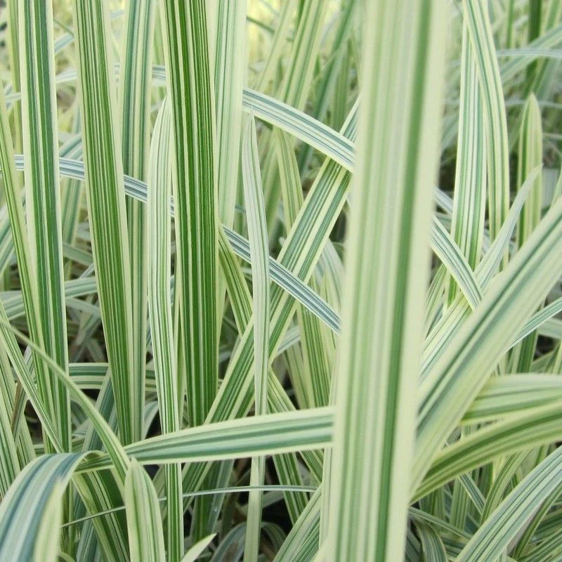 Anglo Aquatics Glyceria Maxima Variegata 1 Litre 3 Pack - Image 2