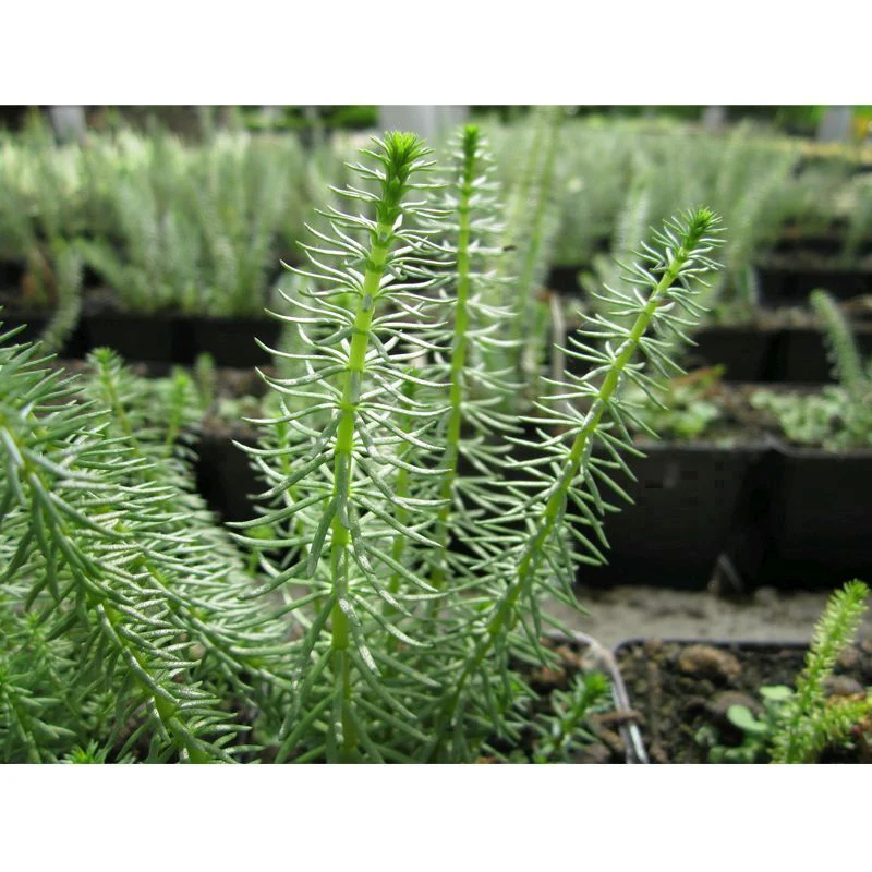 Anglo Aquatics Hippuris Vulgaris 1 Litre 3 Pack - Image 2