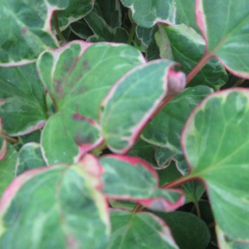Anglo Aquatics Houttuynia Cordata 'Boo Boo' 1 Litre - Image 2