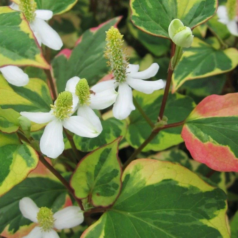 Anglo Aquatics Houttuynia Cordata 'Chameleon' 3 Litre - Image 2