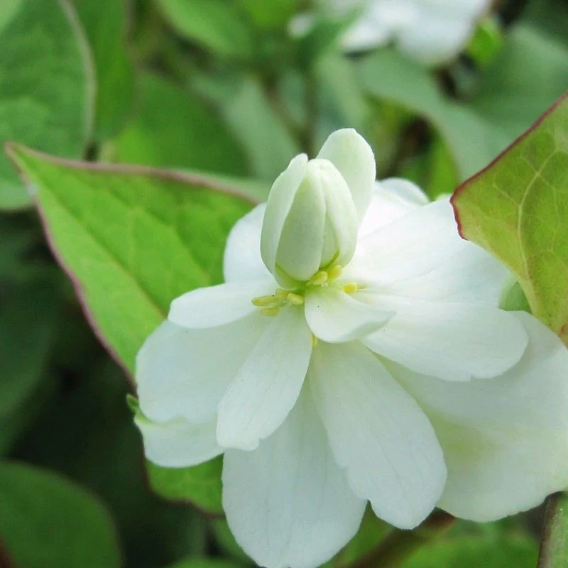 Anglo Aquatics Houttuynia Cordata 'Plena' 3 Litre - Image 2