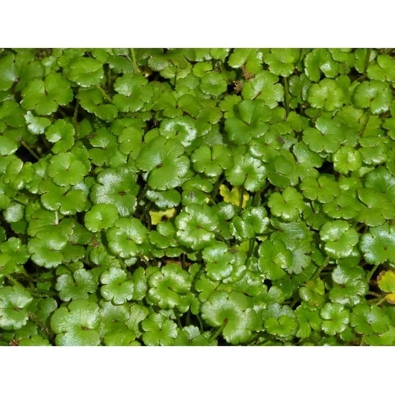 Anglo Aquatics Hydrocotyle Nova Zealand 9cm 3 Pack - Image 2