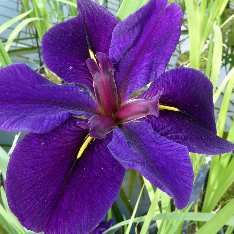 Anglo Aquatics Iris Louisiana 'Black Gamecock' 1 Litre 3 Pack - Image 3