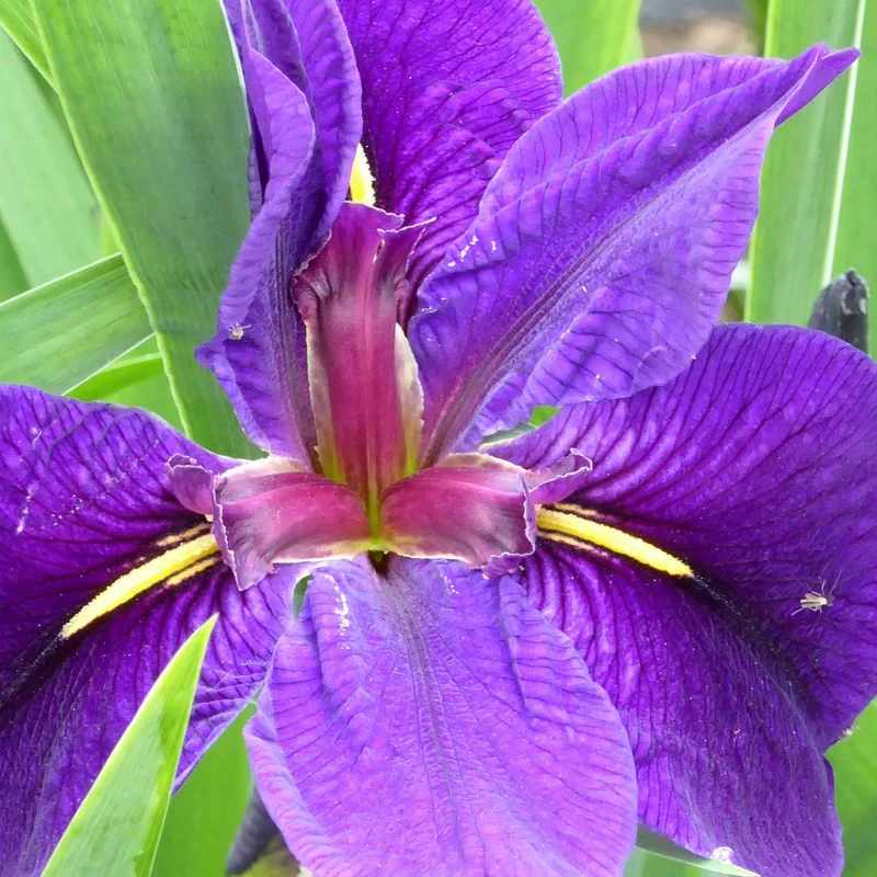 Anglo Aquatics Iris Louisiana 'Black Gamecock' 1 Litre 3 Pack - Image 5