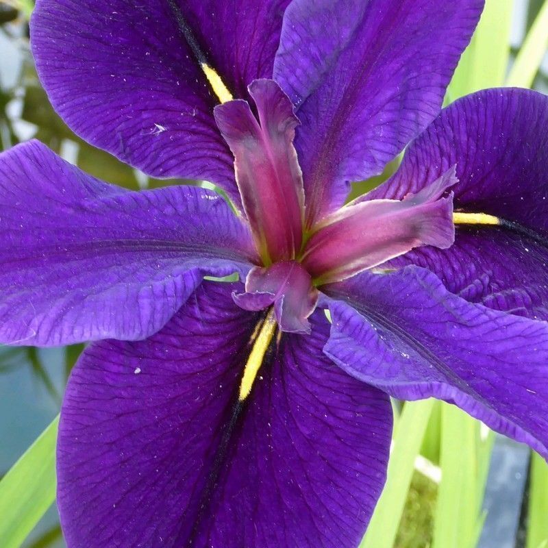 Anglo Aquatics Iris Louisiana 'Black Gamecock' 3 Litre - Image 2