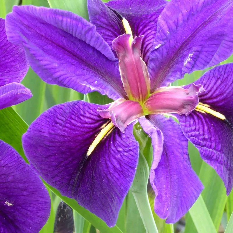 Anglo Aquatics Iris Louisiana 'Black Gamecock' 5 Litre - Image 4