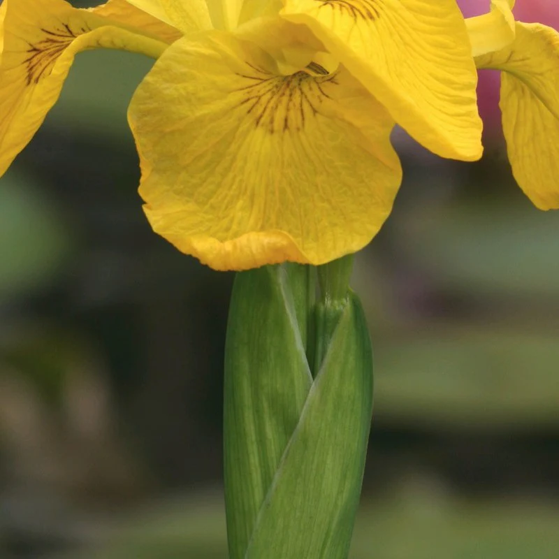 Anglo Aquatics Iris Pseudacorus 1 Litre - Image 3