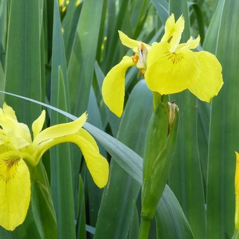 Anglo Aquatics Iris Pseudacorus 9cm - Image 2