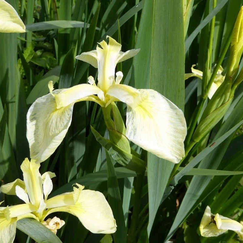 Anglo Aquatics Iris Pseudacorus Bastardii 9cm - Image 2