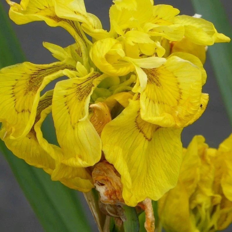 Anglo Aquatics Iris Pseudacorus 'Flore Pleno' 3 Litre - Image 2
