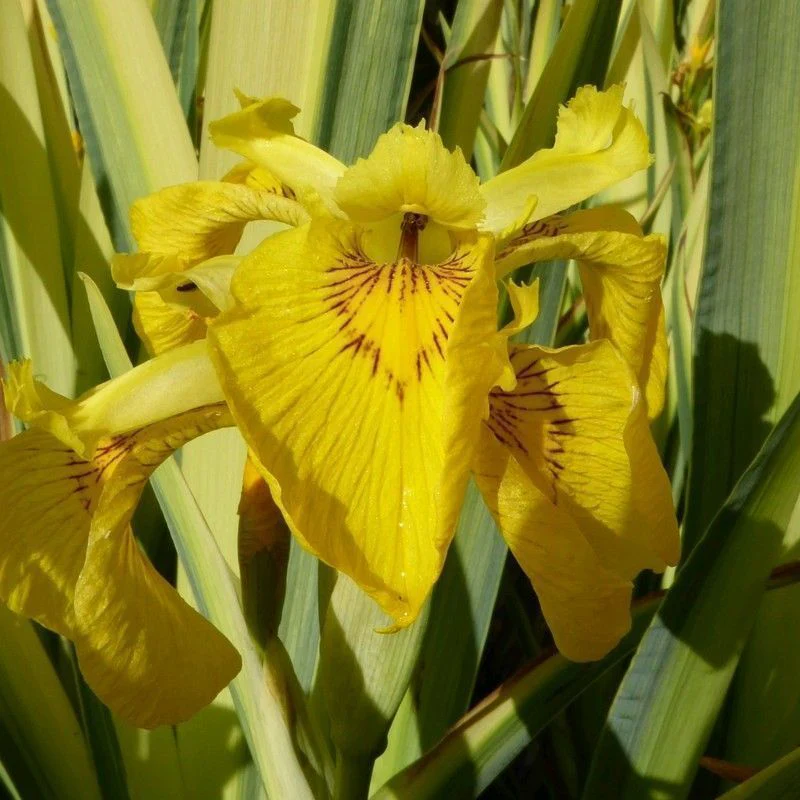 Anglo Aquatics Iris Pseudacorus 'Variegata' 3 Litre - Image 2