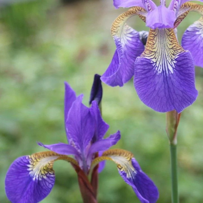 Anglo Aquatics Iris Sibirica 9cm - Image 2