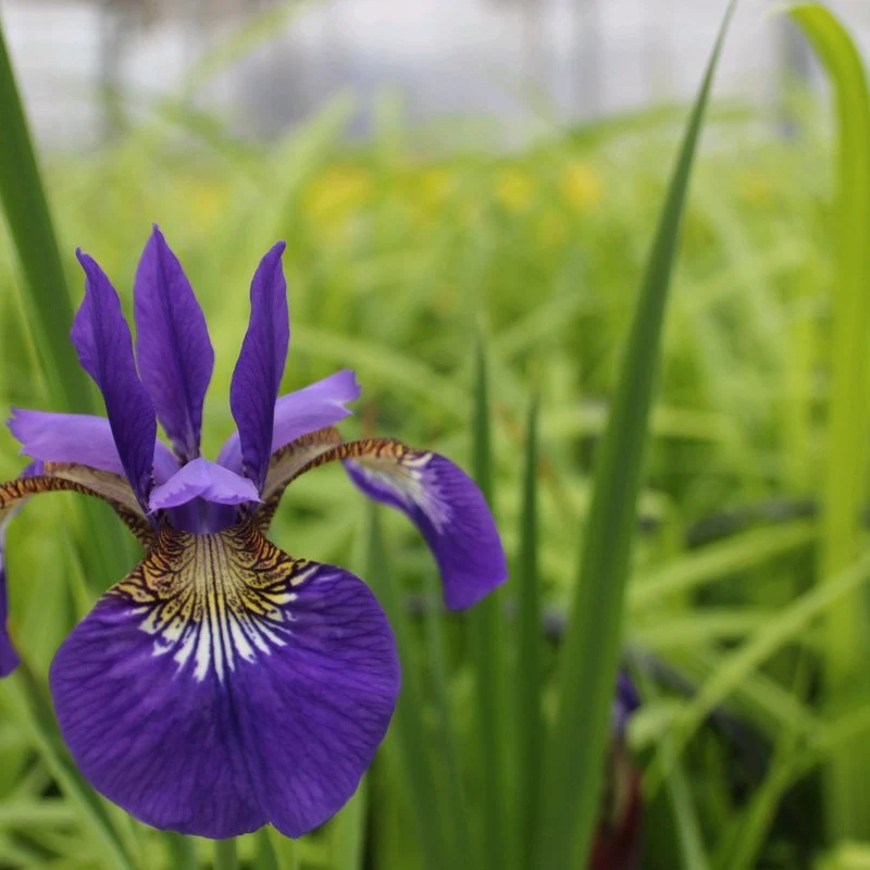Anglo Aquatics Iris Sibirica 9cm 3 Pack - Image 3