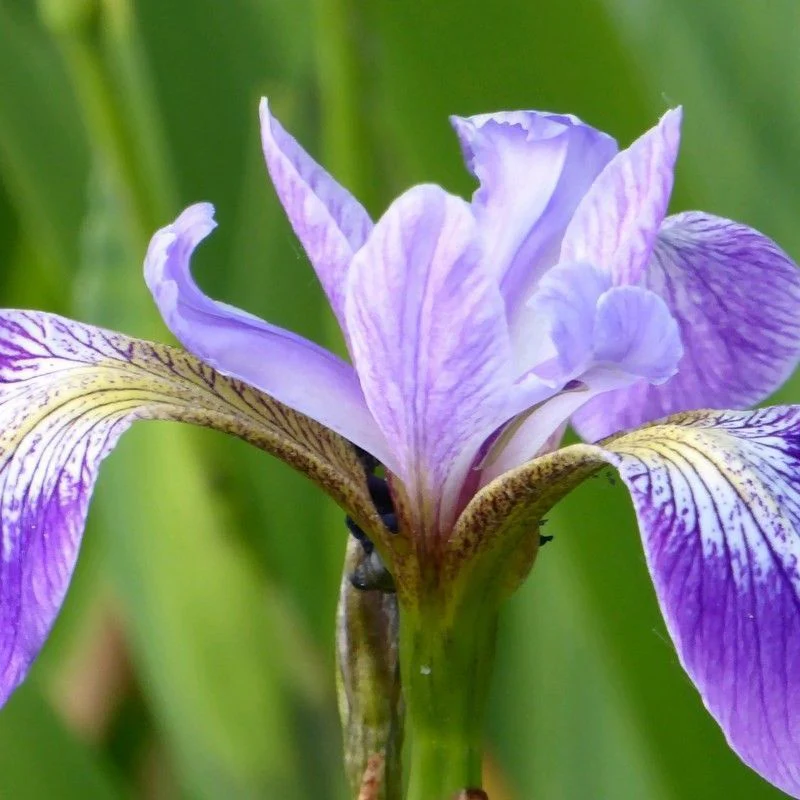 Anglo Aquatics Iris Versicolor 9cm - Image 2