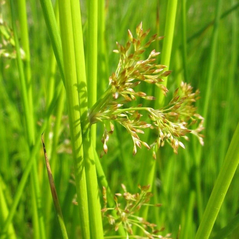 Anglo Aquatics Juncus Effusus 1 Litre - Image 2
