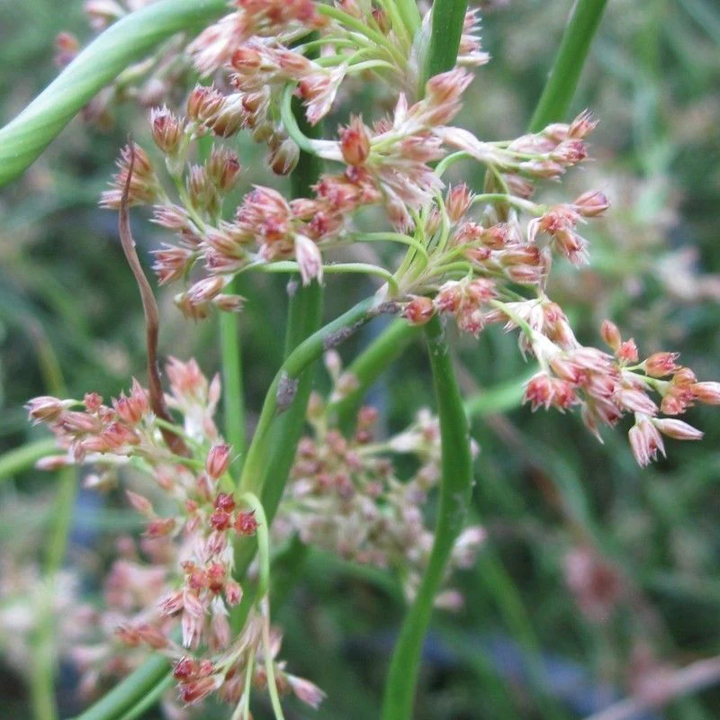 Anglo Aquatics Juncus Effusus Spiralis 1 Litre 3 Pack - Image 2