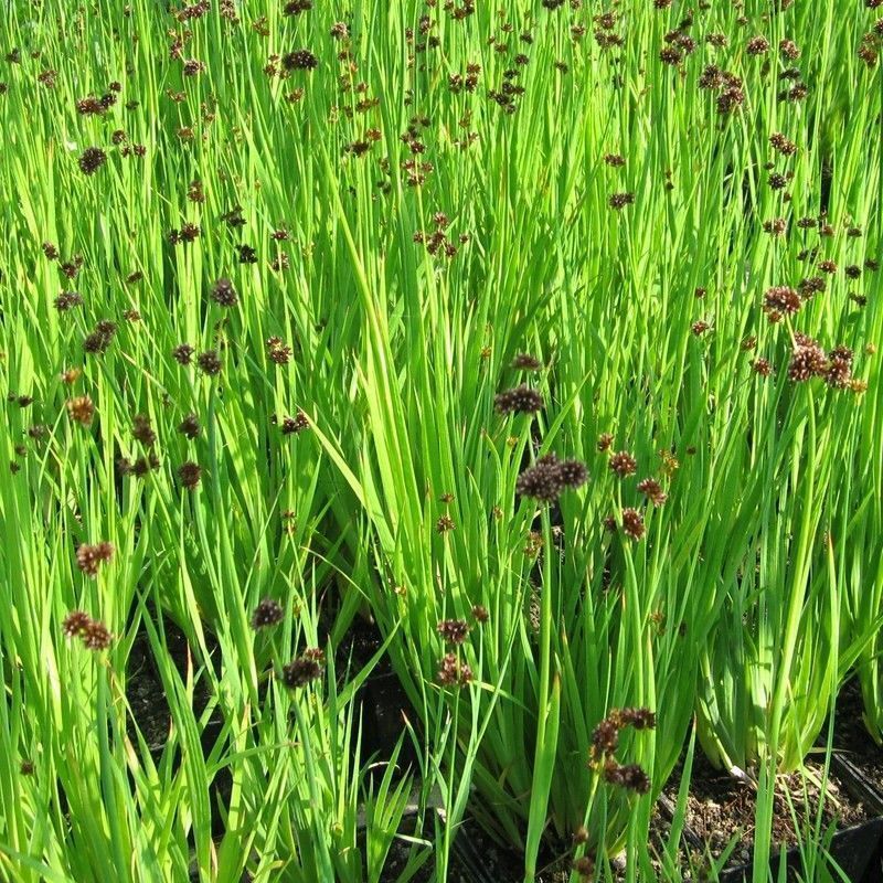 Anglo Aquatics Juncus Ensifolius 9cm - Image 2