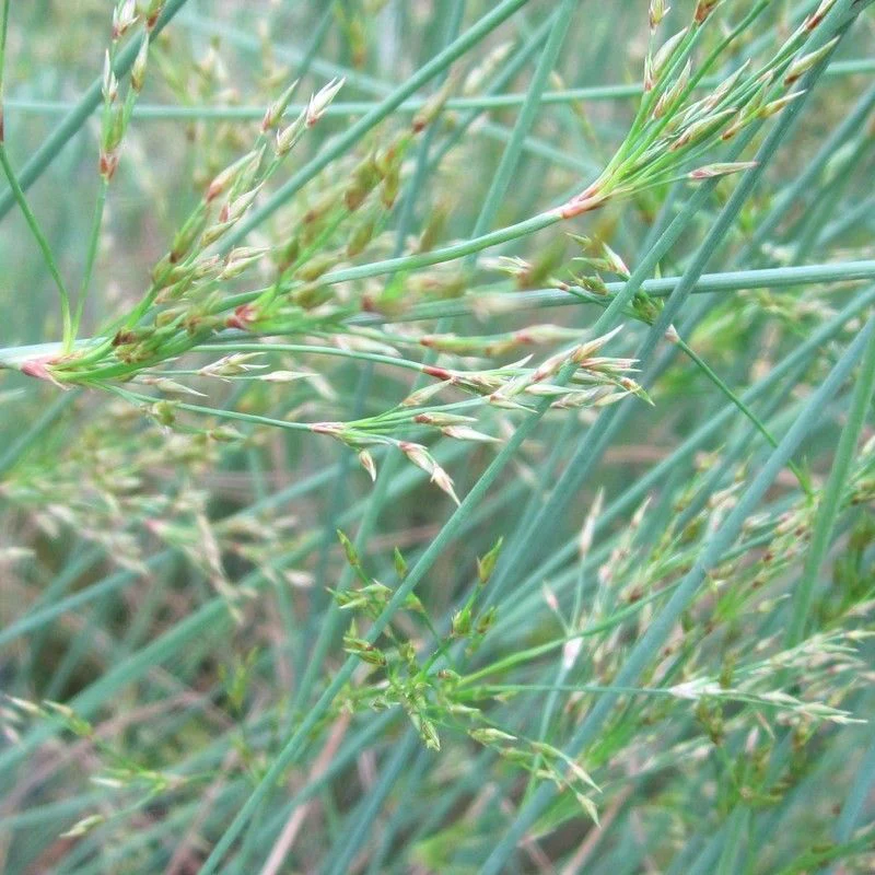 Anglo Aquatics Juncus Inflexus 9cm - Image 2