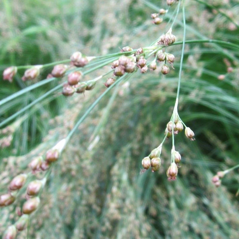 Anglo Aquatics Juncus Maritimus 9cm - Image 2