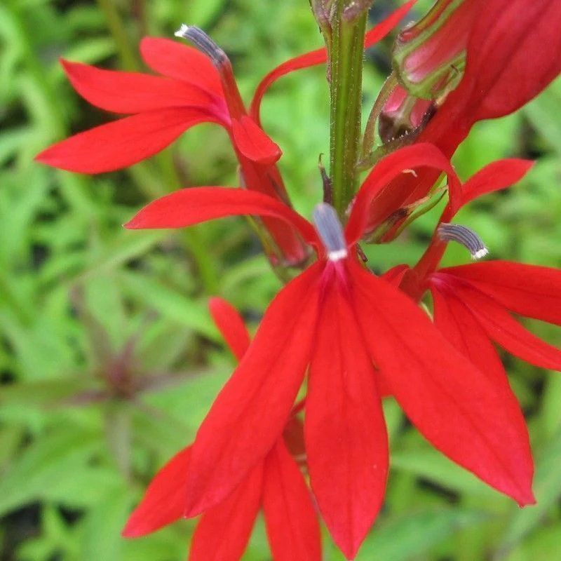 Anglo Aquatics Lobelia Cardinalis 9cm - Image 2