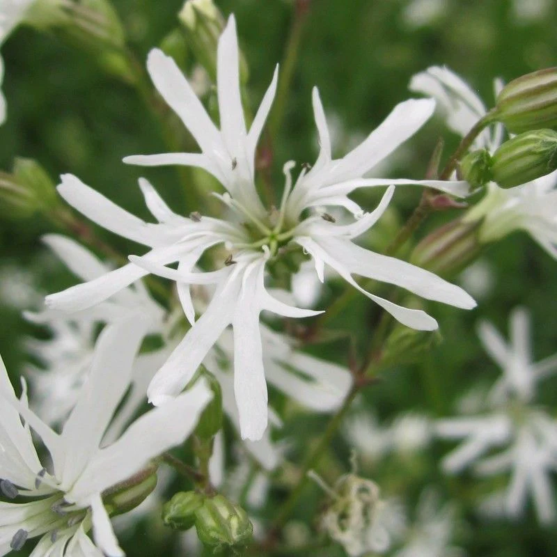 Anglo Aquatics Lychnis Flos-Cuculi 'White Robin' 3 Litre - Image 2