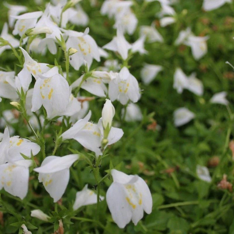 Anglo Aquatics Mazus Reptans 'Alba' 1 Litre - Image 2