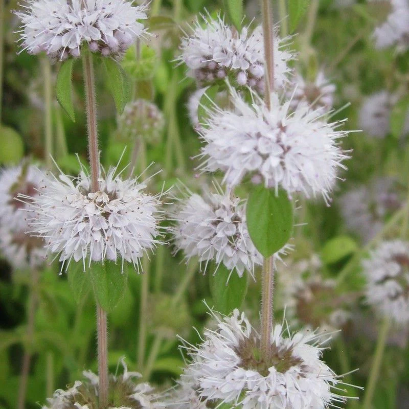Anglo Aquatics Mentha Pulegium 1 Litre 3 Pack - Image 2