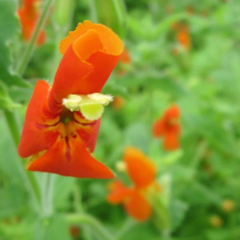 Anglo Aquatics Mimulus Cardinalis 9cm - Image 2