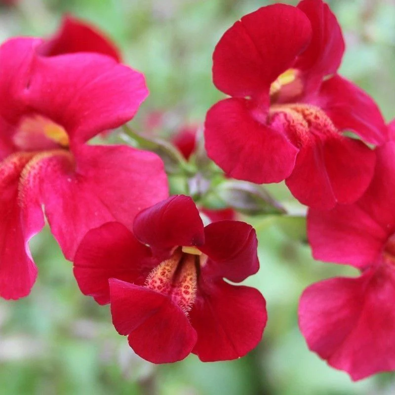 Anglo Aquatics Mimulus Cupreus 'Red Emperor' 1 Litre 3 Pack - Image 2
