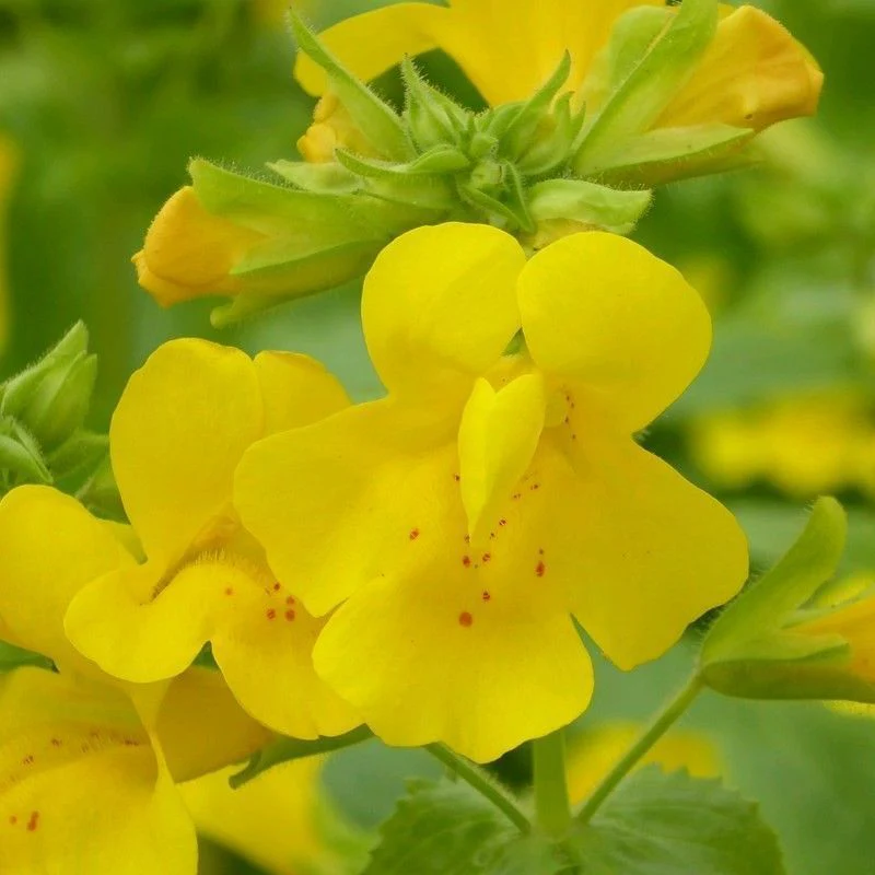 Anglo Aquatics Mimulus Guttatus 1 Litre 3 Pack - Image 2