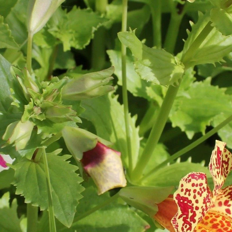 Anglo Aquatics Mimulus Luteus 'Queens Prize' 9cm - Image 2